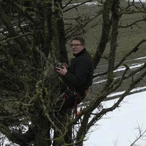 Husk flagermusene, hvis du skal fælde træer eller rive en bygning ned