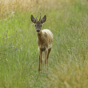 Se jagt- og naturpotentialet på din ejendom