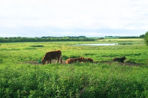 Naturmødet i Hirtshals
