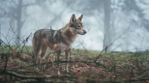 brown-white-wolfdog-with-fierce-stare-middle-leaves-tree-branches