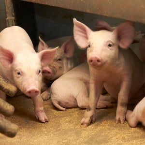 Her skiller de bedste sohold sig ud i hverdagen