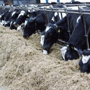 Brug regelændringer som en anledning til at udvikle din kvægstald