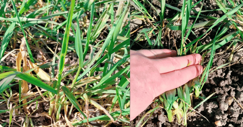 200008795_Vintersæd_Brødtekstbillede_1200x630px