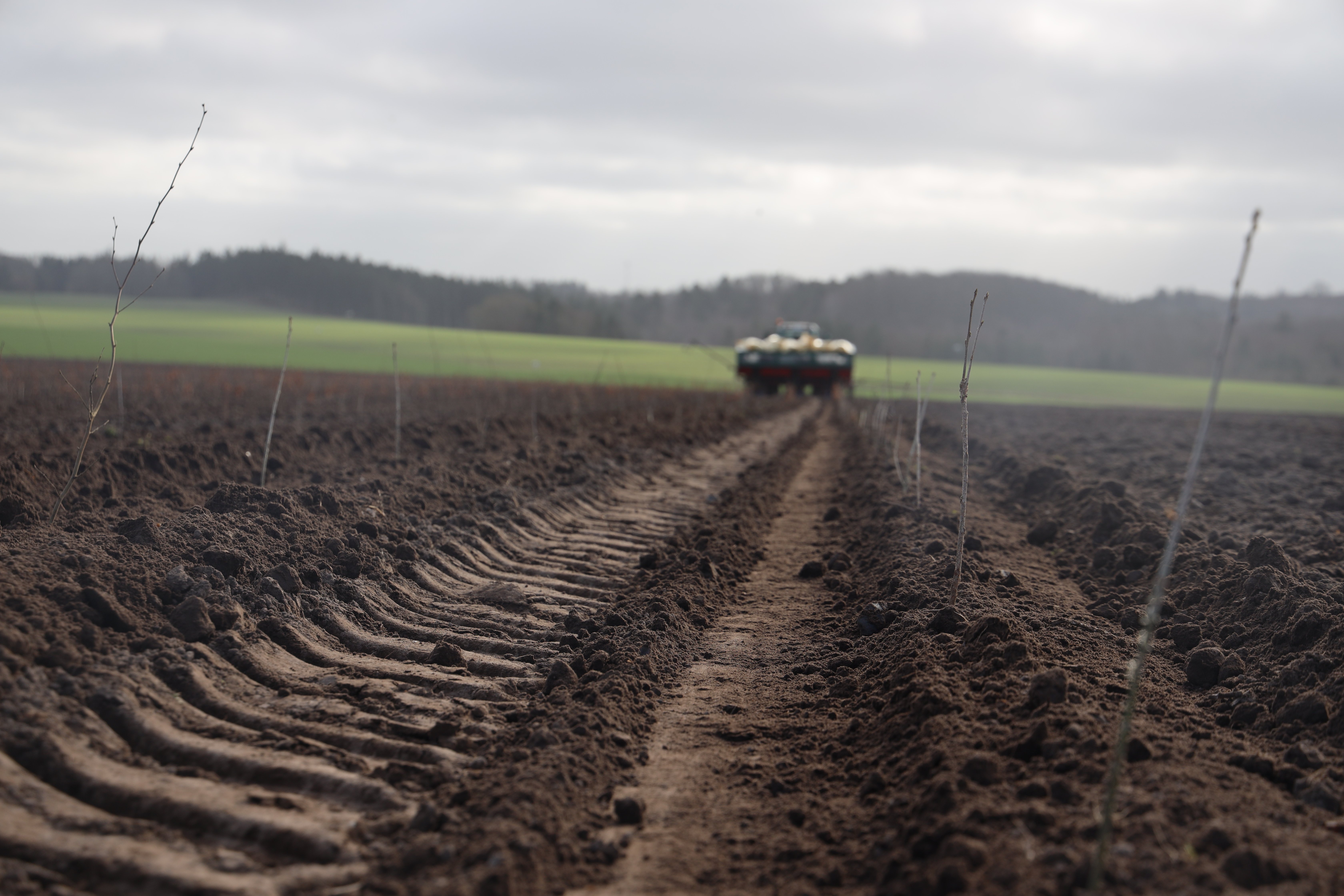 200009479 Skov (3)