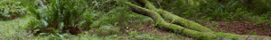 Biodiversitetsskov tilskudsordning