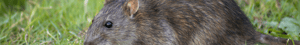 Rotte_Agillix_Blogpost_Coverbillede (arrangement+nyhed)_2000x300px